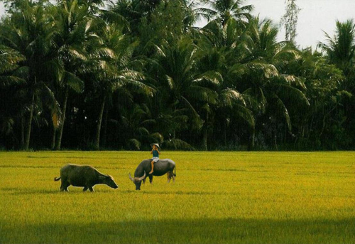 Về[-]nghe[-]lúa[-]hát